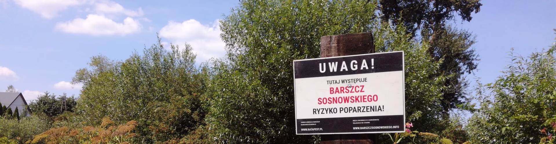 barszcz sosnowskiego