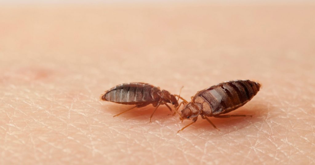 Pluskwa domowa – zwalczanie pluskiew Wodzisław Śląski