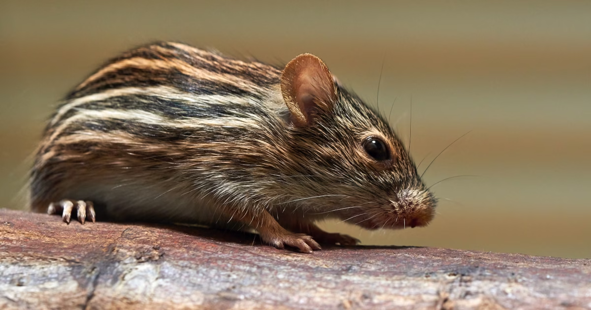 deratyzacja szczury myszy