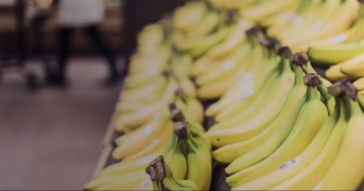 ochrona-przed-szkodnikami-haccp