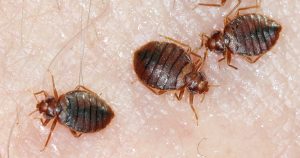 Dorosła pluskwa domowa (Cimex lectularius) – zbliżenie owada