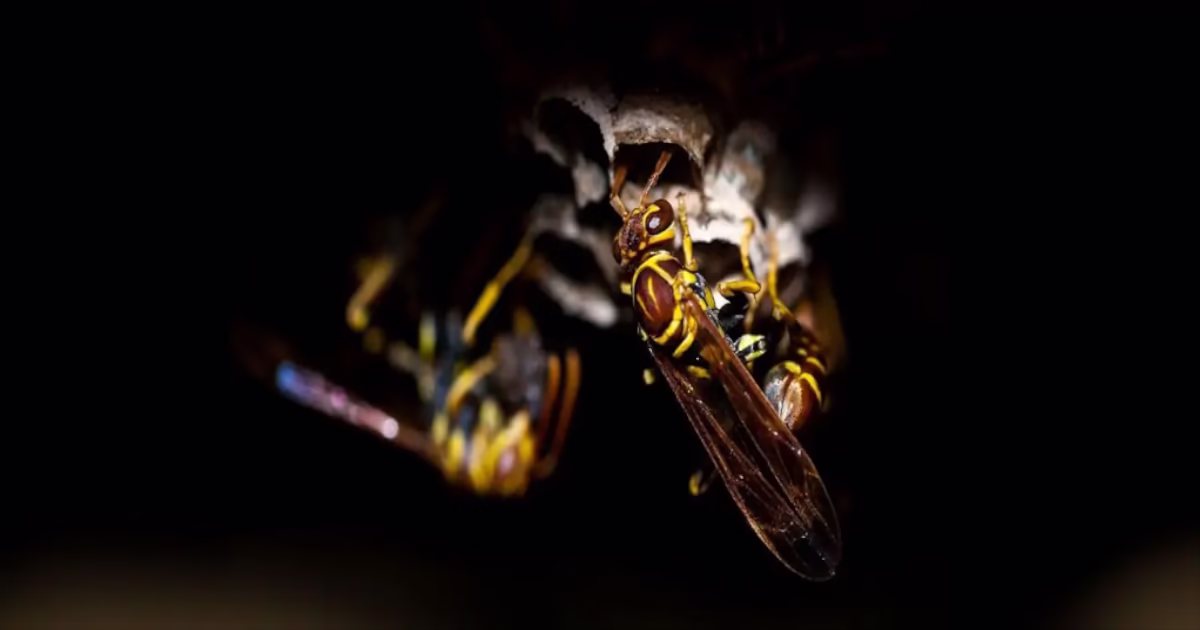 dezynsekcja osy i szerszenie