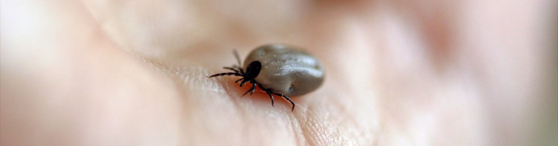 8 mitów o kleszczach, śmieszne i niebezpieczne przekonania