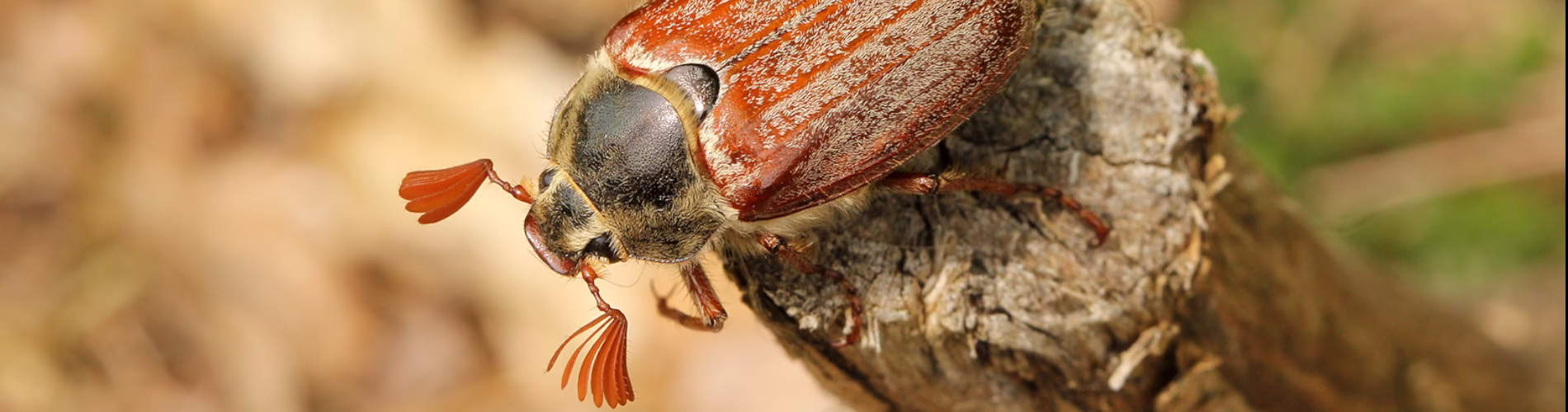 Był guniak czerwczyk, jest i chrabąszcz majowy, czy stanowi dla nas zagrożenie