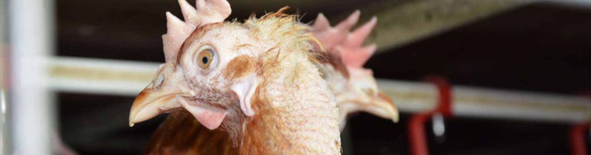 Co gryzie drób, czyli garść informacji o szkodnikach ferm drobiu