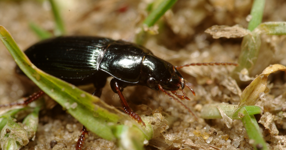 Czarne chrząszcze, szkodniki upraw - dzier włochaty