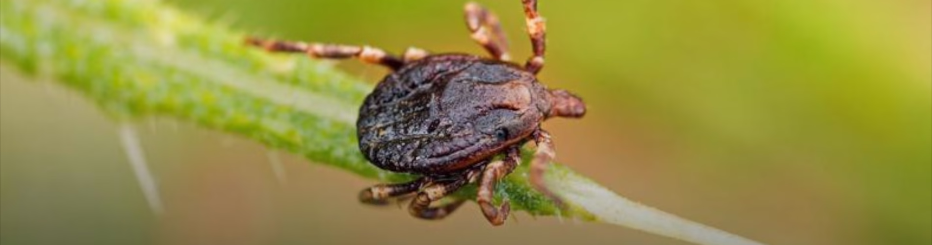 Czy mamy do czynienia z plagą kleszczy