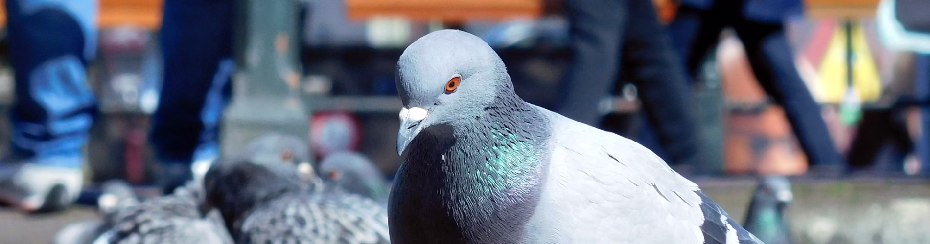 Gołębie i sposoby ich odstraszania