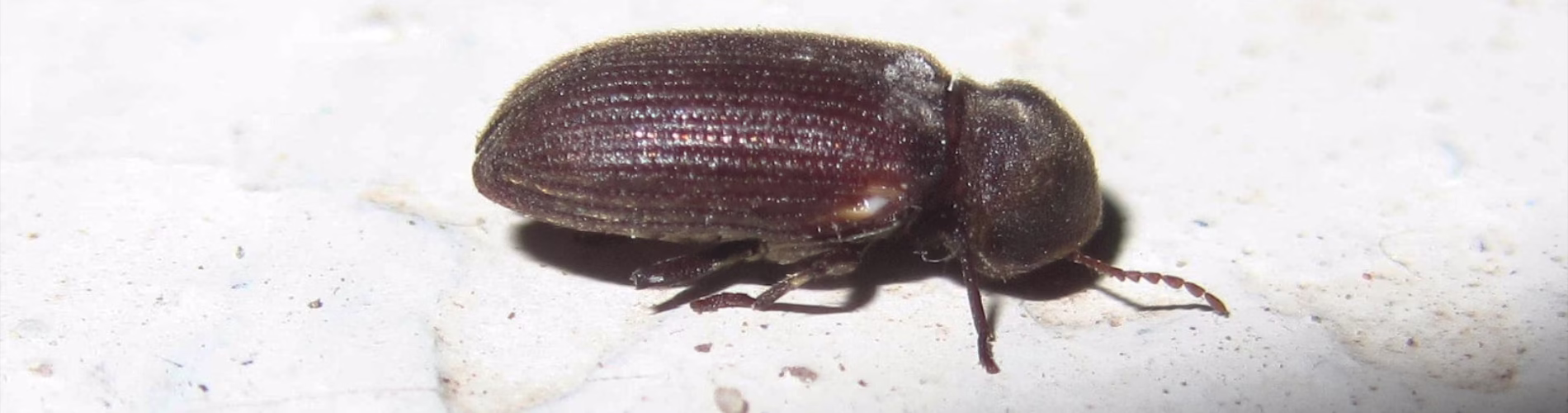 Krokwiowiec piłkorożny