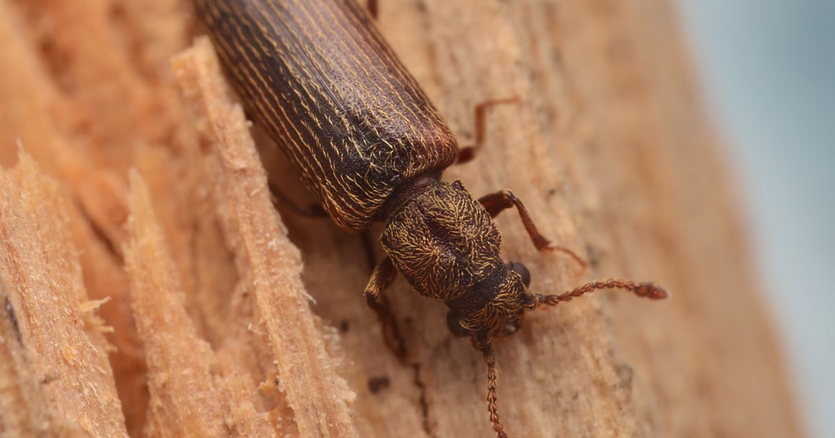 Miazgowiec parkietowiec