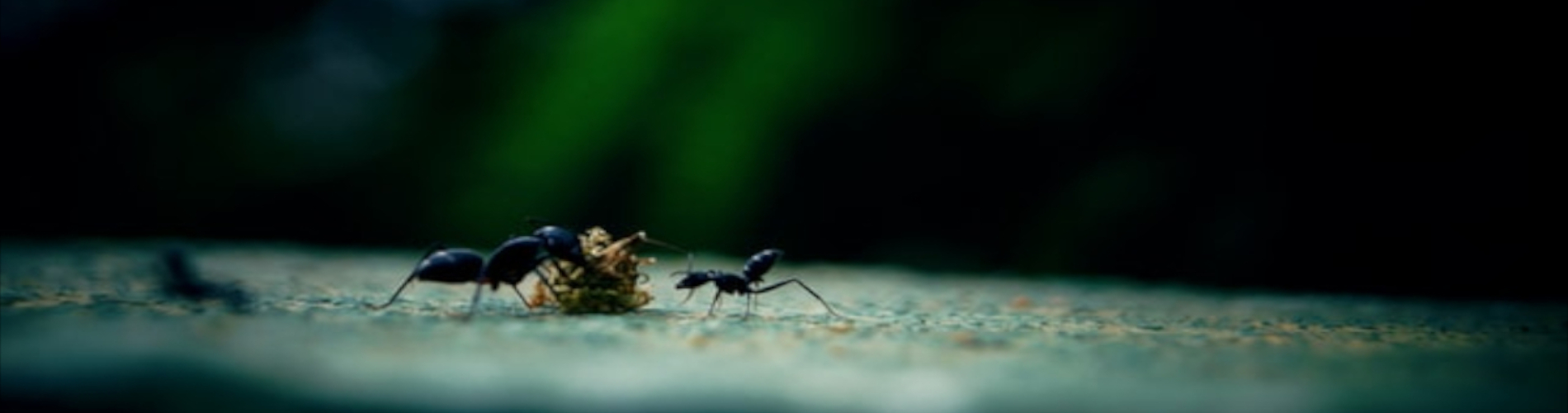 Mrówkowate formicidae