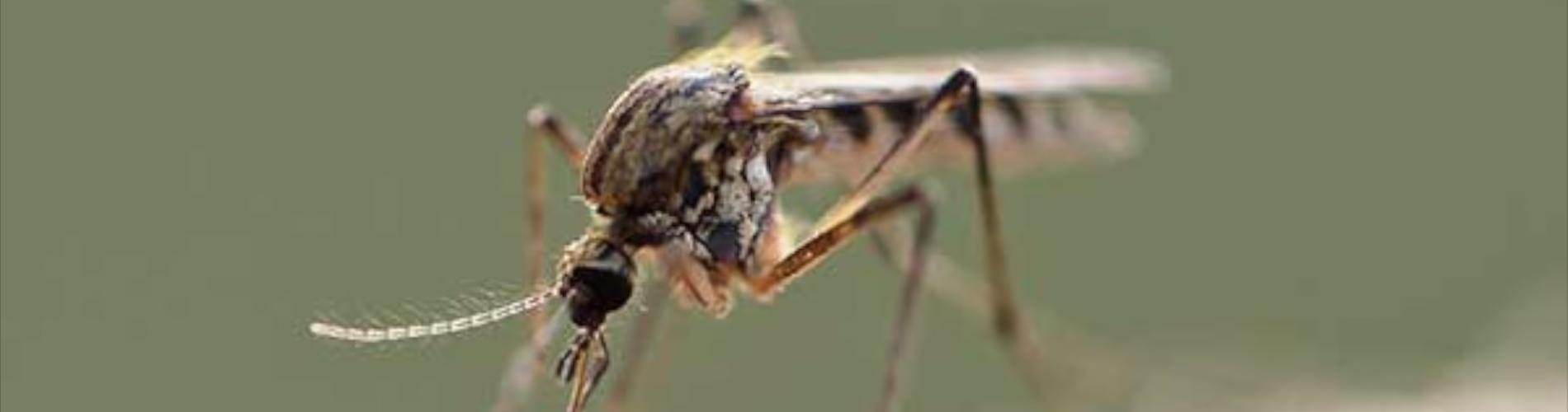 Nie taki komar straszny