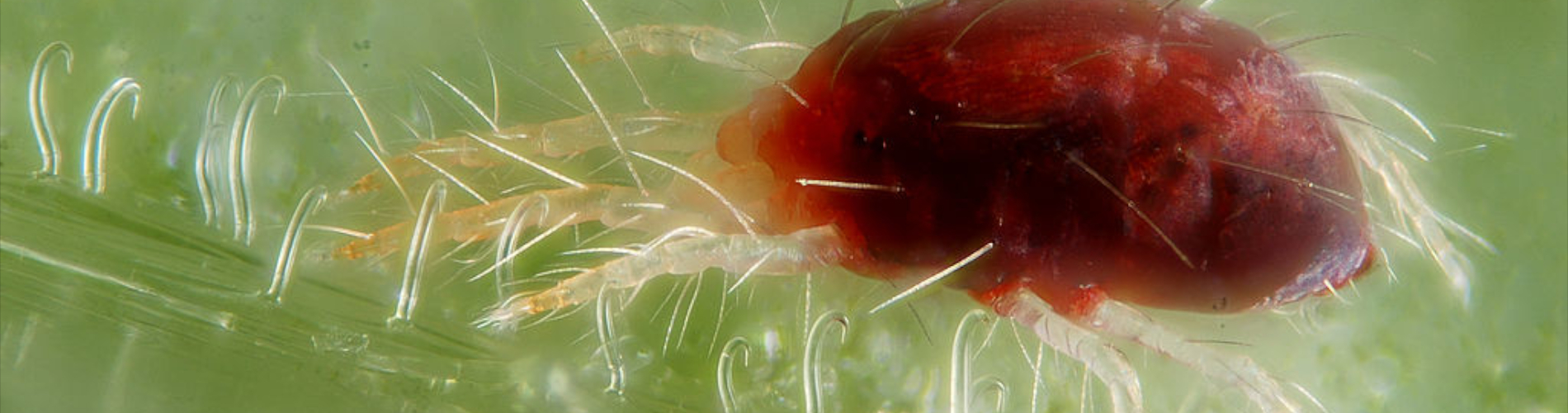 Plaga czerwonych mikro pajączków