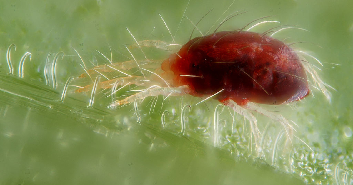 Plaga czerwonych mikro pajączków