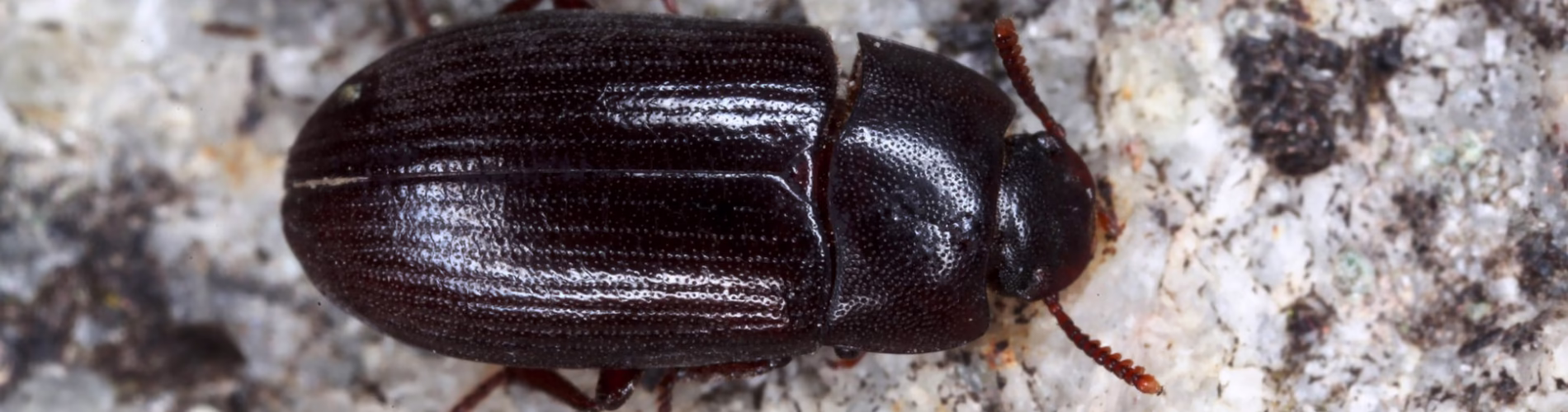 Pleśniakowiec lśniący