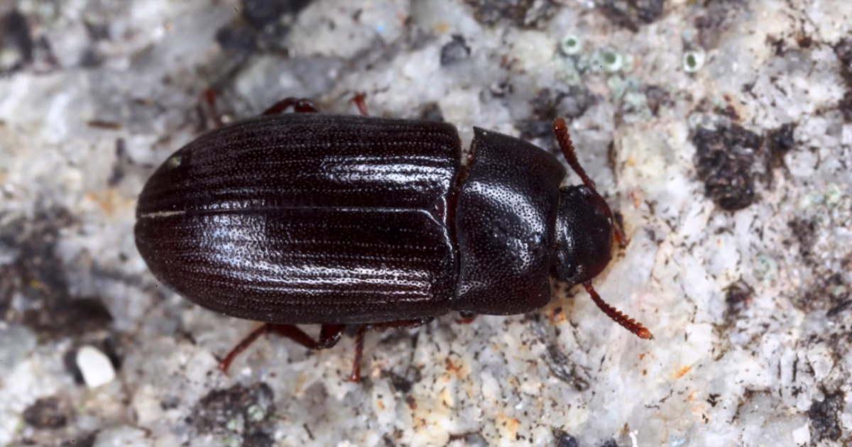 Pleśniakowiec lśniący