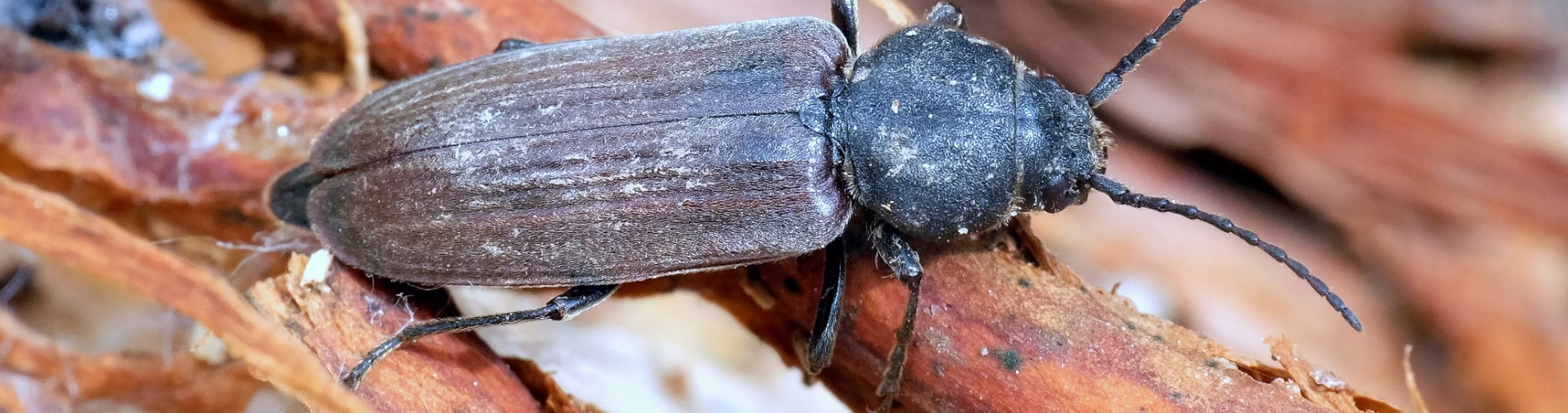 Szczapówka bruzdkowana