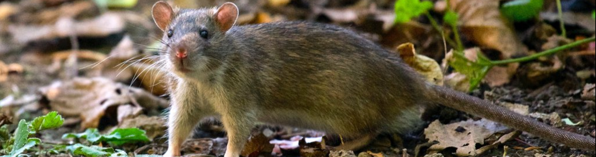 Szczury, jakie stwarzają zagrożenia i jak je zwalczać.
