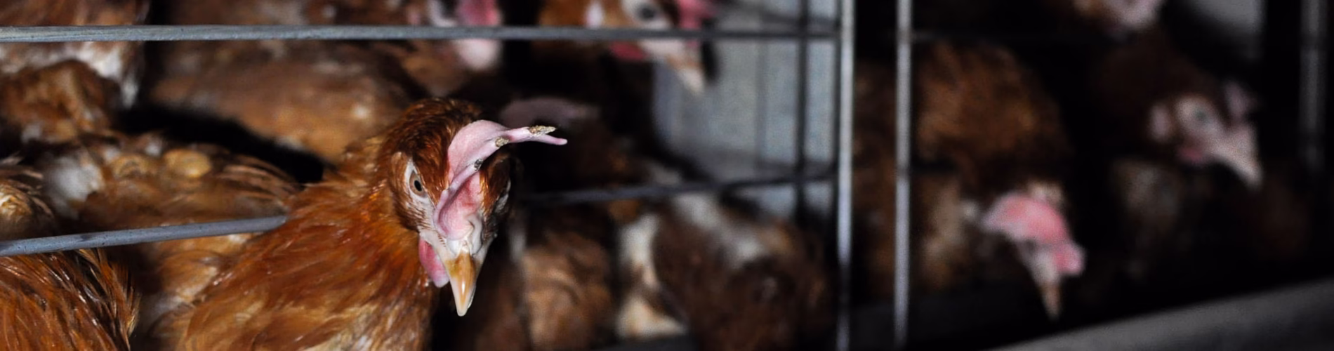 Szkodniki ferm drobiu