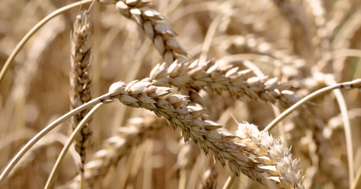 Szkodniki magazynowe zbóż