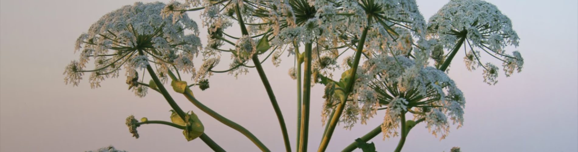 Usuwanie barszczu sosnowskiego