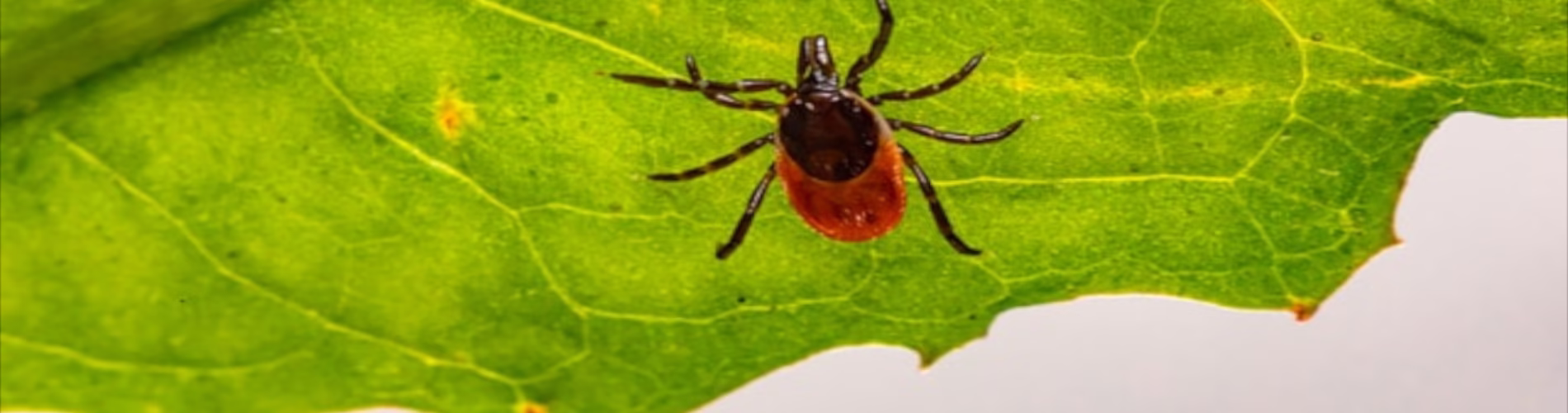 Zwalczanie meszek i kleszczy