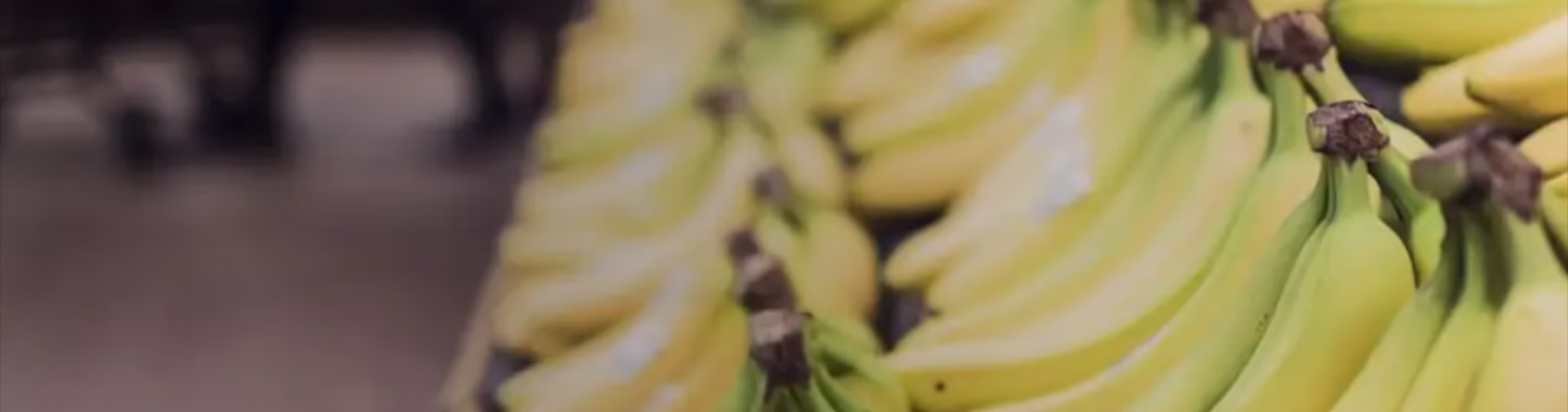 Ochrona przed szkodnikami HACCP