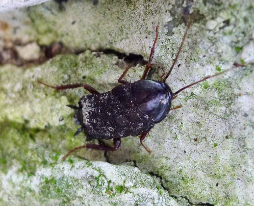 Karaluch karaczan wschodni