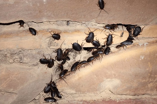 Karaluch karaczan wschodni