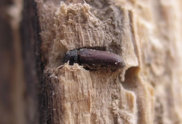 Otwory wylotowe kołatka domowego w drewnie