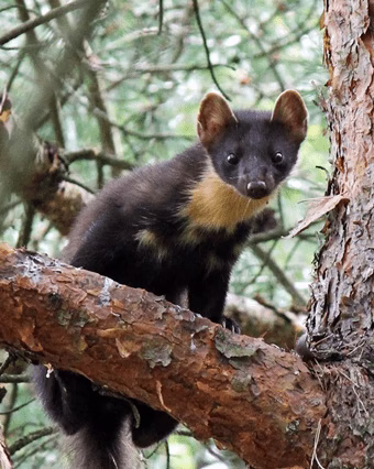 Kuna na gałęzi – wygląd zwierzęcia