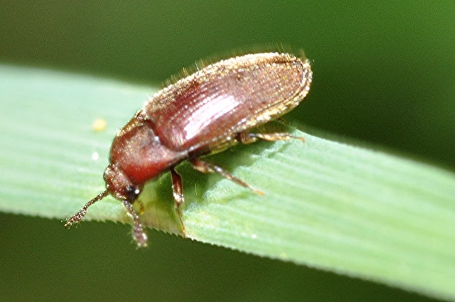 Korkowiec piłkorożny