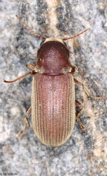 Korkowiec piłkorożny