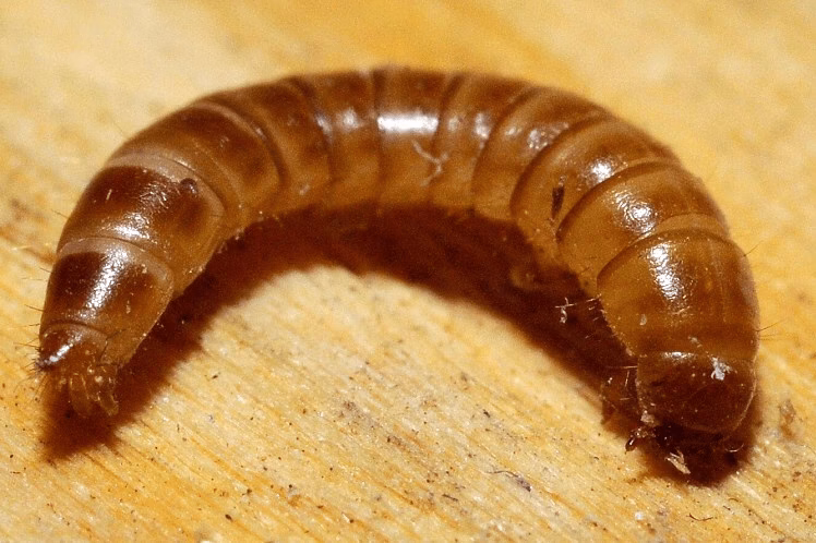 Pleśniakowiec lśniący