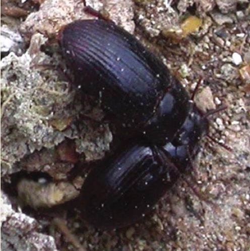 Pleśniakowiec lśniący