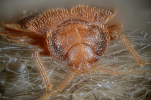 Pluskwa domowa – profesjonalne zwalczanie pluskiew