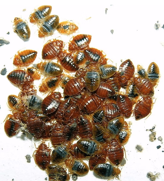 Skupisko pluskwy domowej – dorosłe osobniki i nimfy