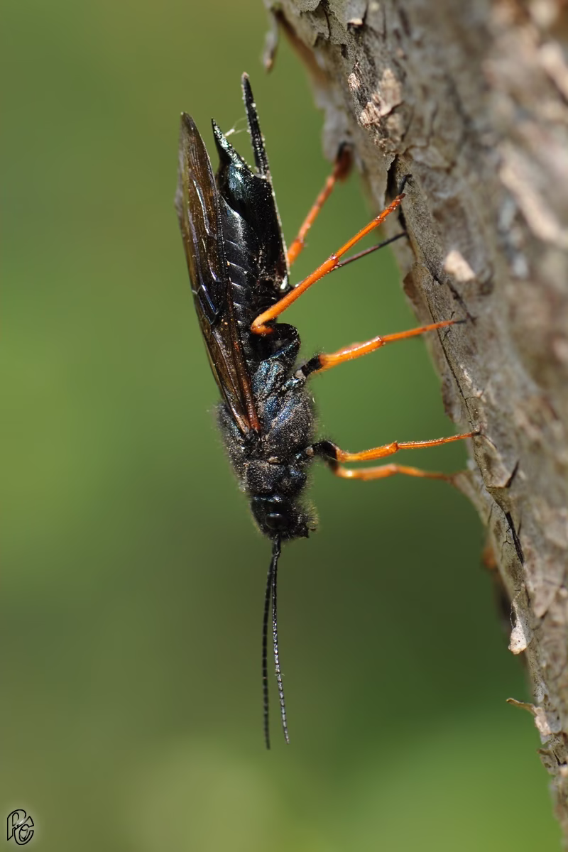 Trzpiennik sosnowiec