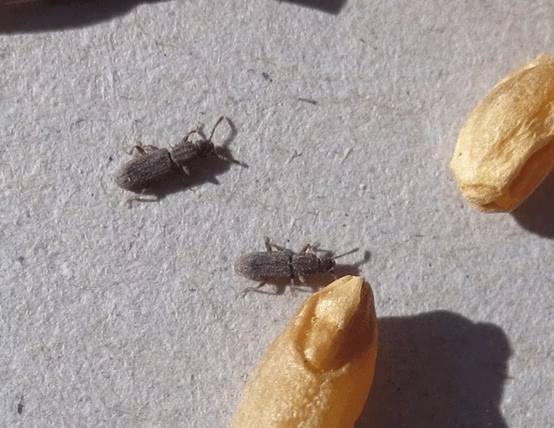 Spichrzel surynamski