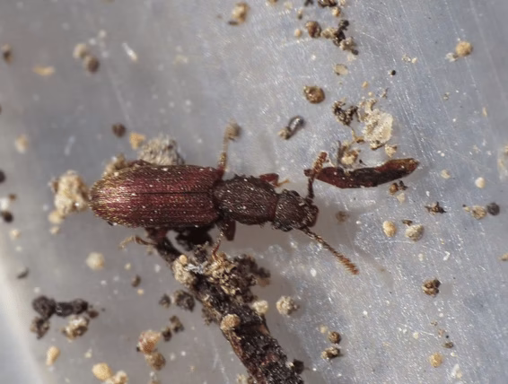 Spichrzel surynamski