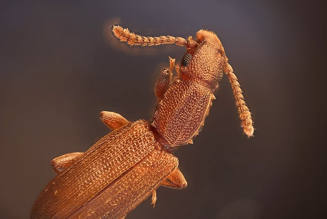 Spichrzel surynamski