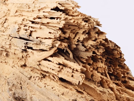 Uszkodzone drewno przez kołatka – efekt żerowania szkodników drewna