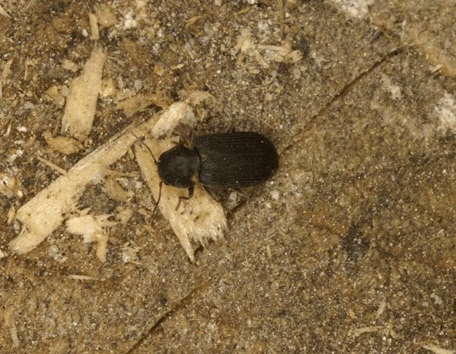 Kołatek uparty groźny szkodnik drewna