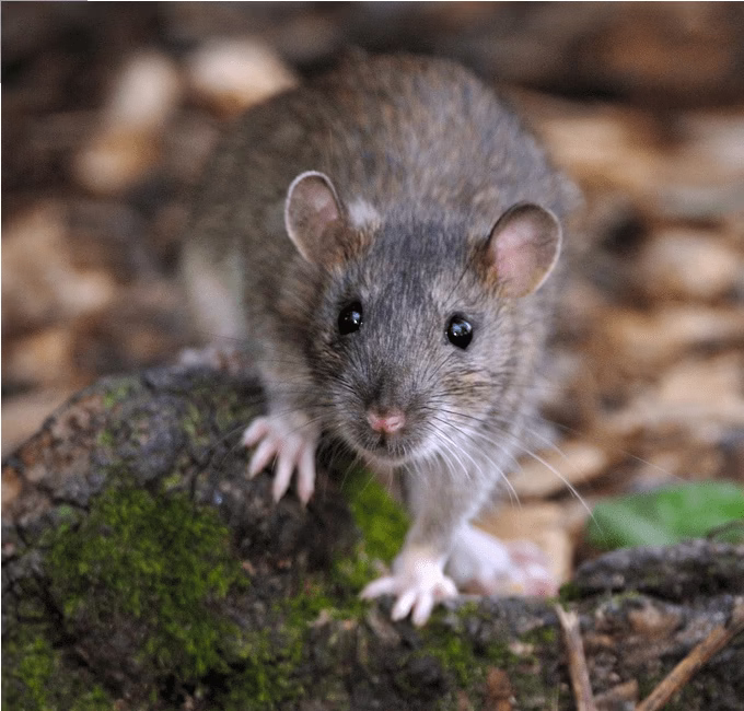 Szczur wędrowny