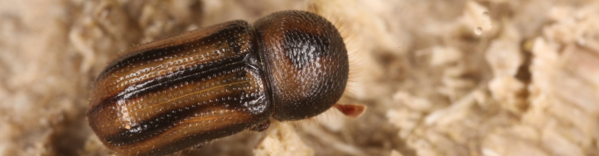 korniki w drewnie fumigacja