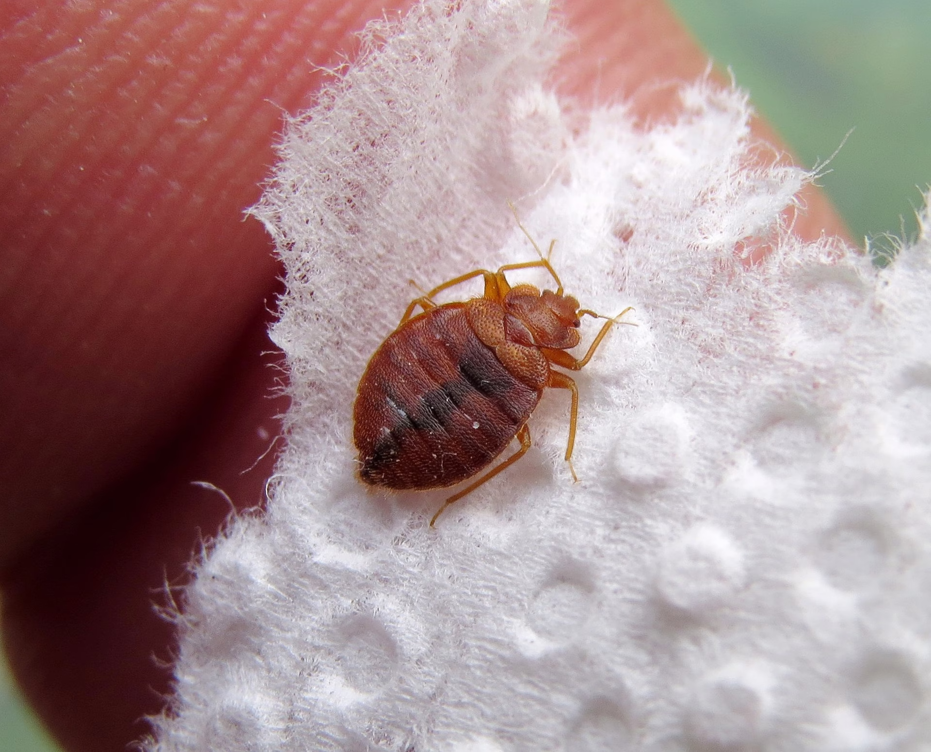 pluskwa domowa zwalczanie