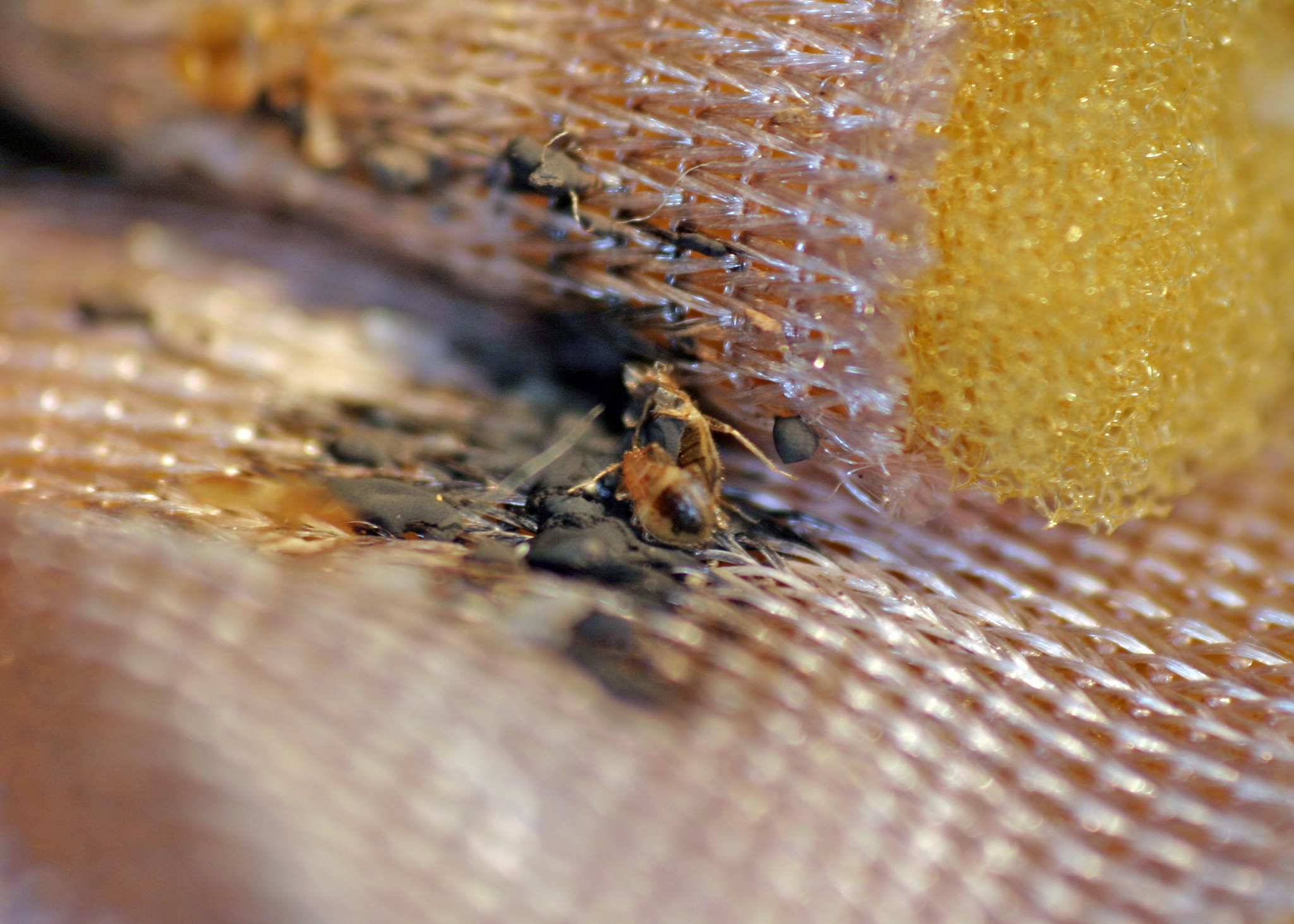 zwalczanie pluskwy domowej