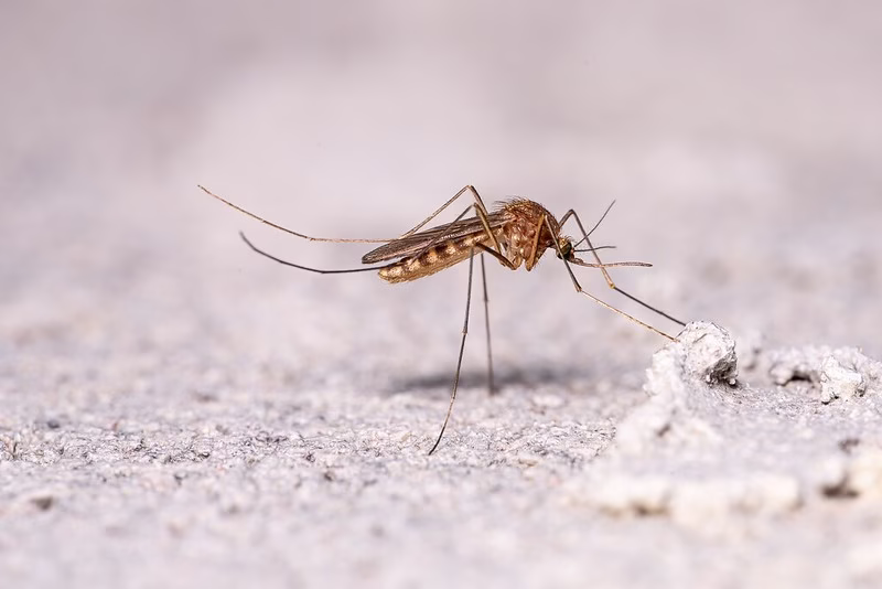 Skuteczne odkomarzanie Bielsko