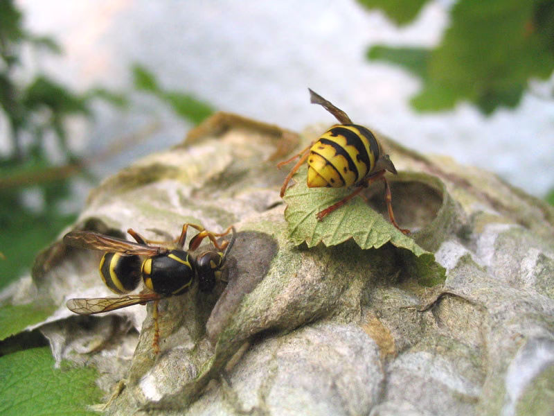usuwanie gniazd os i szerszeni