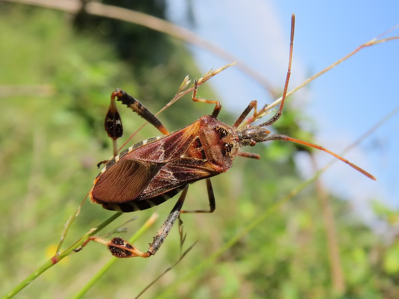 dezynsekcja Gliwice i okolice